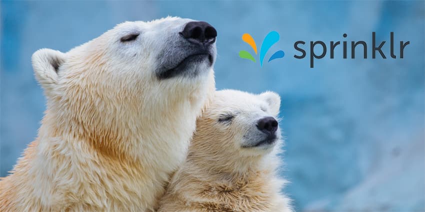 Can Sprinklr’s Bear Hug Stop Revenue Slide in 2025?